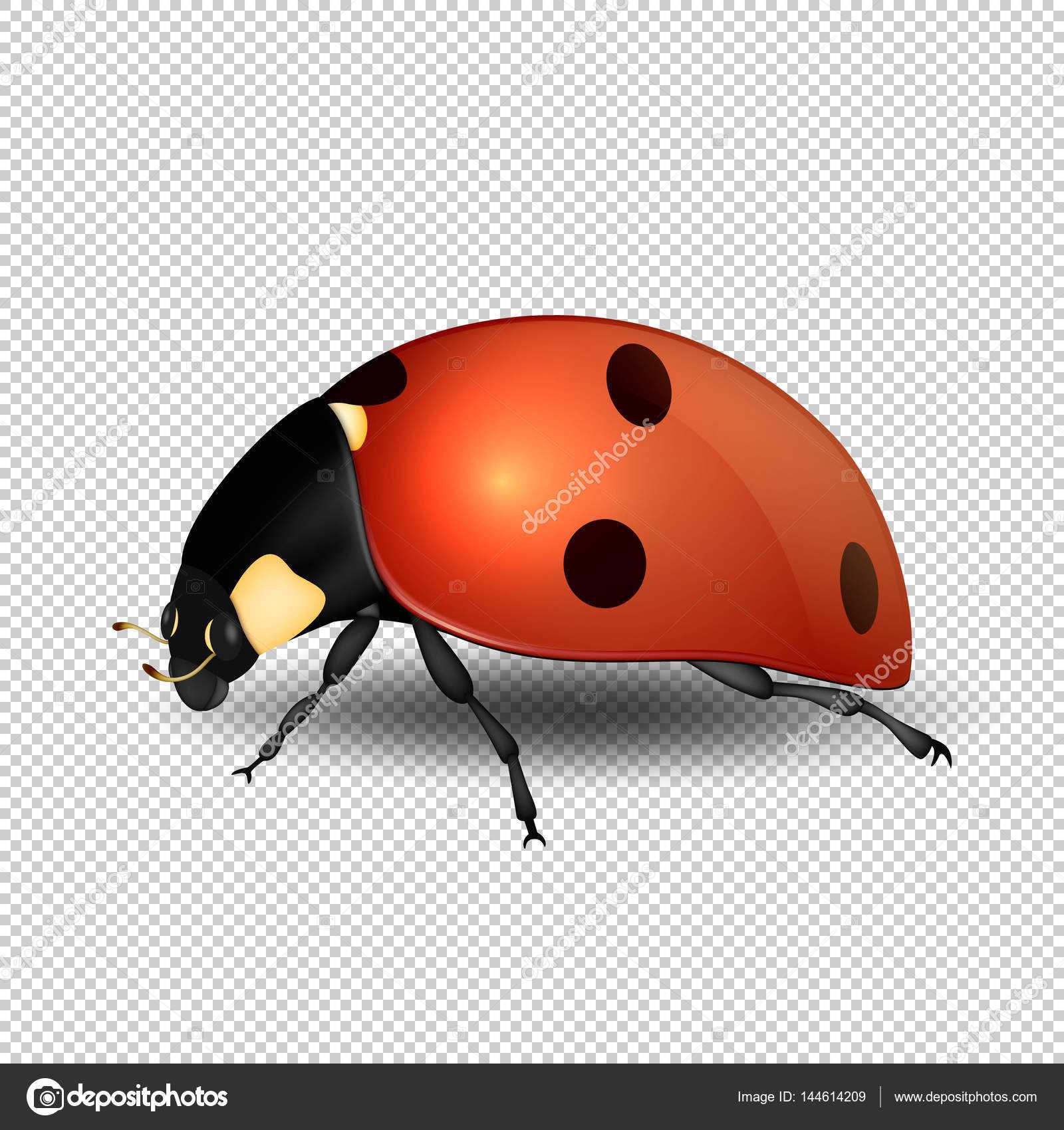 Blank Ladybug Template | Vector Close Up Realistic Ladybug Inside Blank Ladybug Template