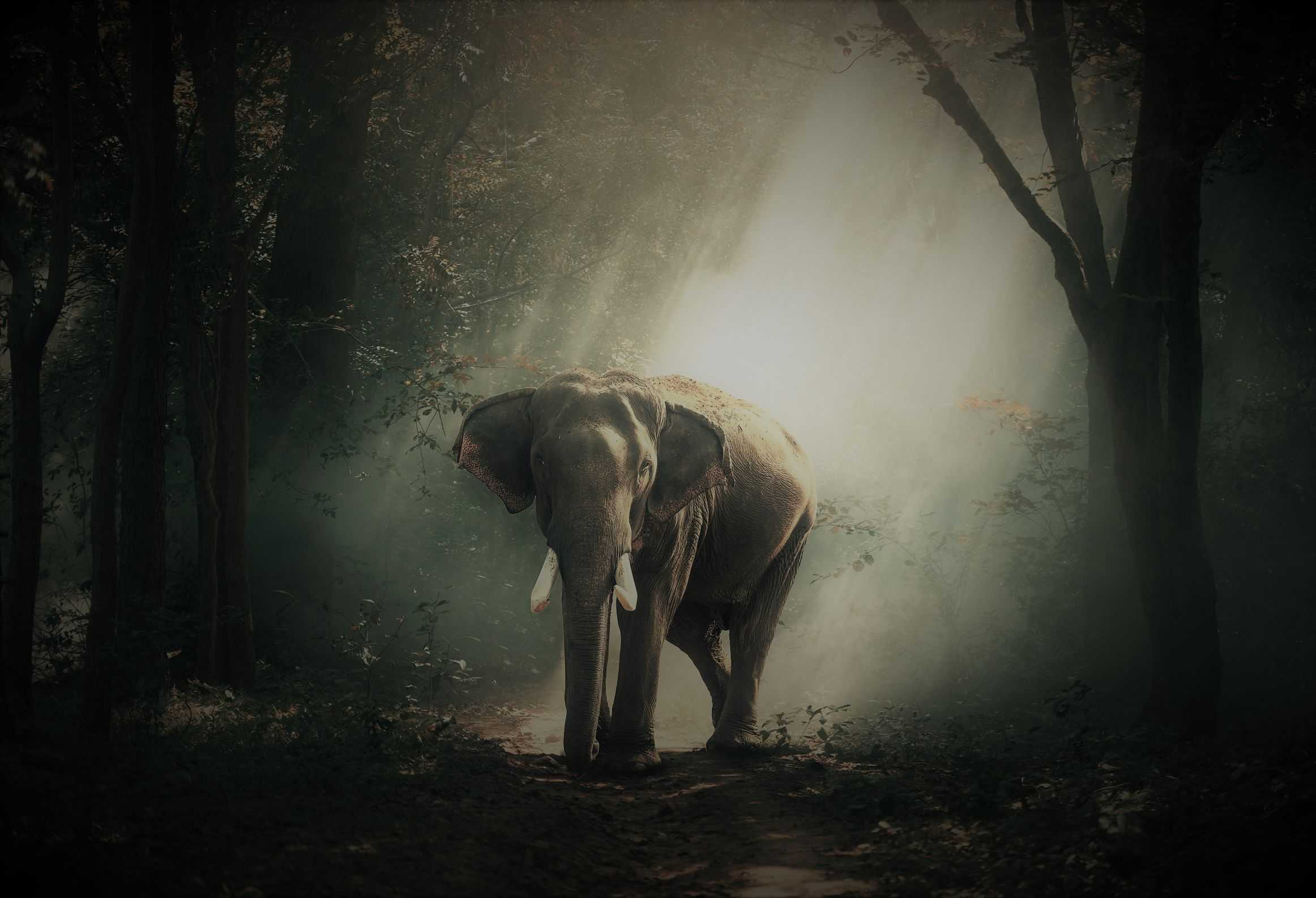 Forest Elephant Blank Template – Imgflip In Blank Elephant Template