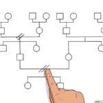 How To Make A Genogram: 14 Steps (With Pictures) – Wikihow With Family Genogram Template Word